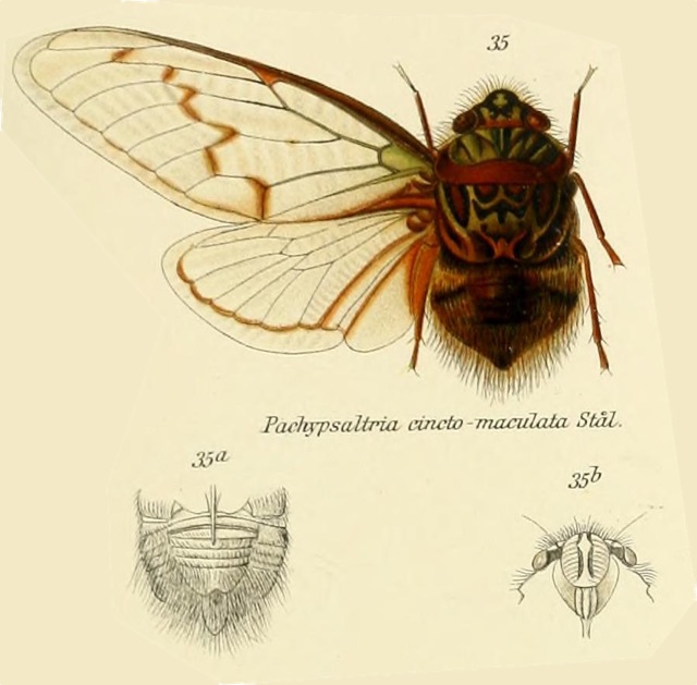 Pachypsaltria cinctomaculata (Stål, 1854)