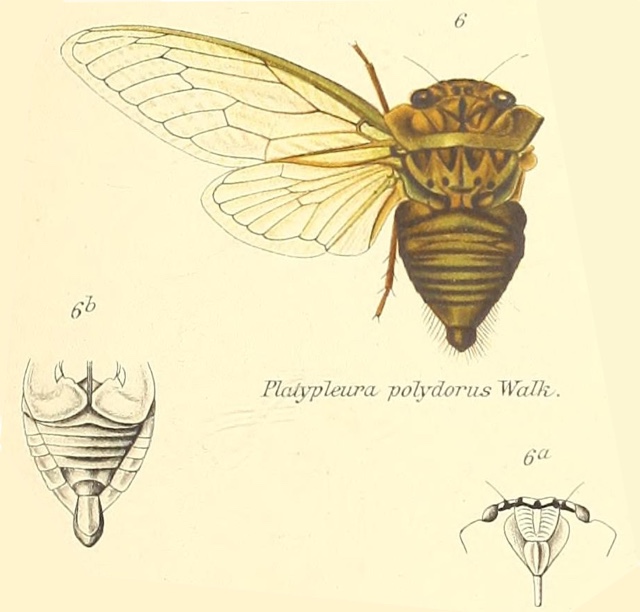 Platypleura polydorus (Walker, 1850)