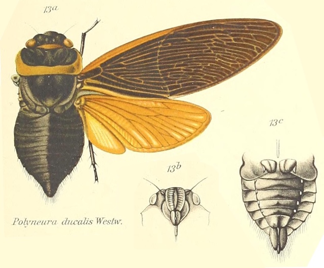 Polyneura ducalis Westwood, 1840