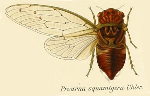 Proarna squamigera Uhler, 1895