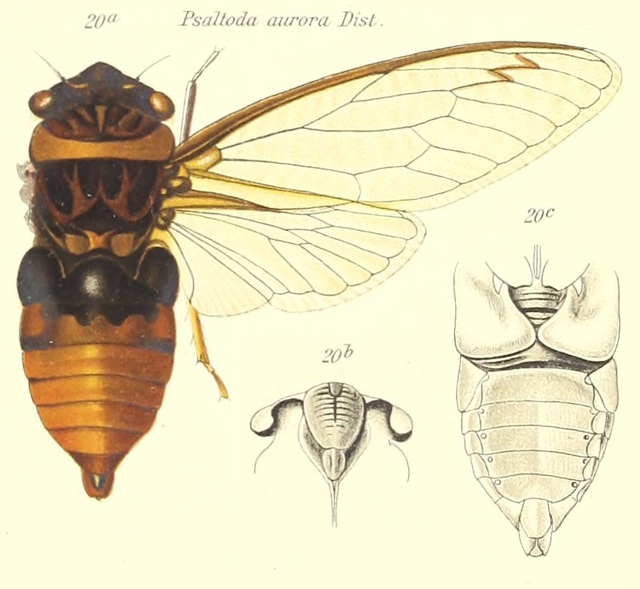 Psaltoda aurora Distant, 1881