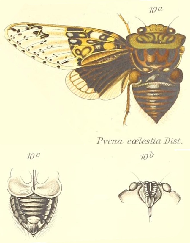 Pycna coelestia Distant, 1904