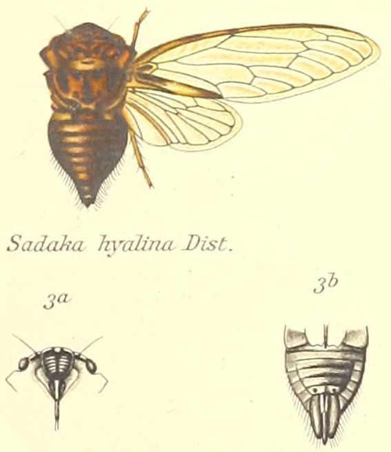 Afzeliada hyalina (Distant, 1905)