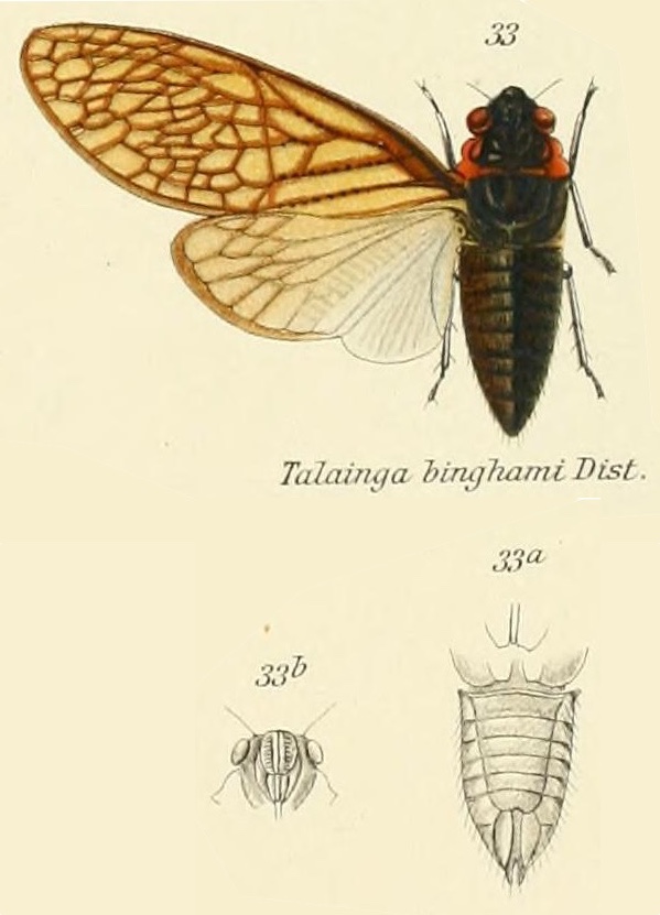 Talainga binghami Distant, 1890