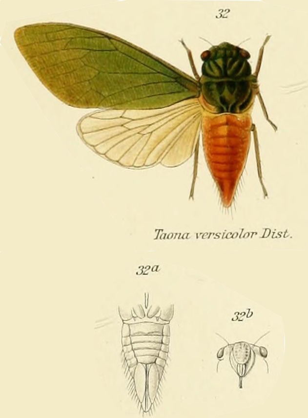 Taona versicolor Distant, 1909