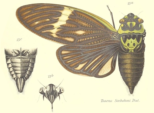 Formotosena seebohmi (Distant, 1904) 