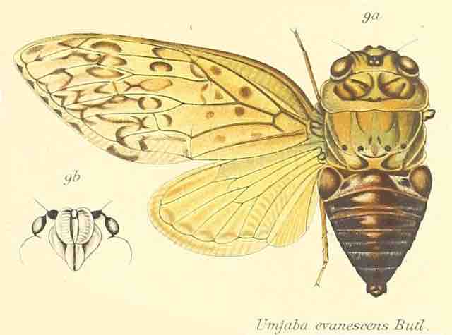 Umjaba evanescens (Butler, 1882) 