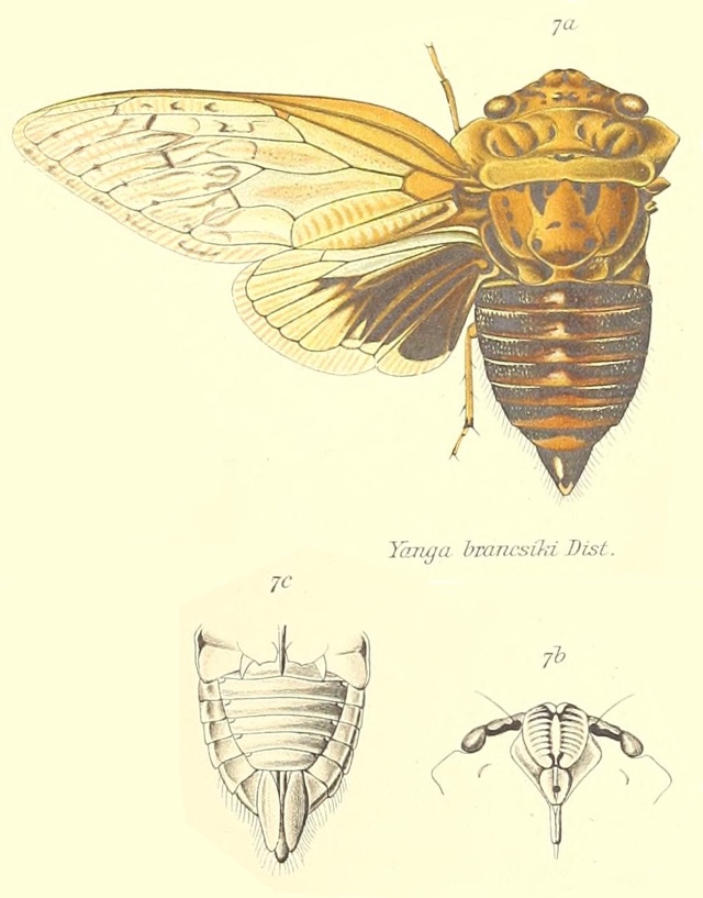 Yanga brancsiki (Distant, 1893)