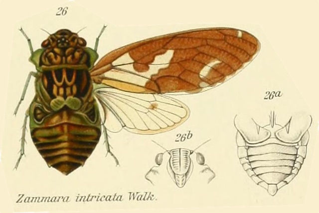 Zammara intricata Walker, 1850