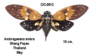 ambragaeana ambra photo by Michel Chantraine