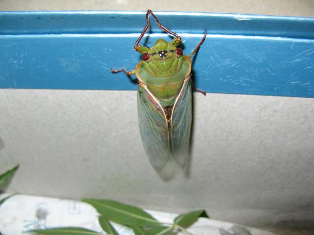 Cyclochila australasiae