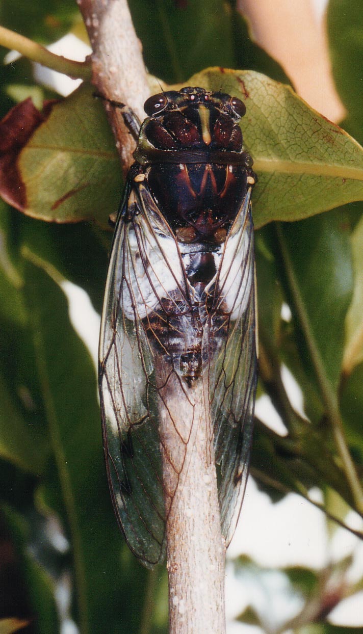 White Drummer cicada (Arunta perulata). Photo by David Emery.