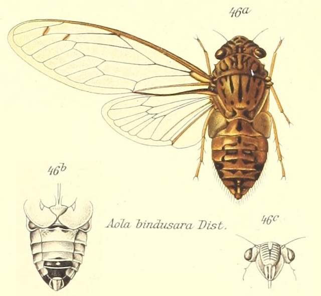 Haphsa bindusara (Distant, 1881)