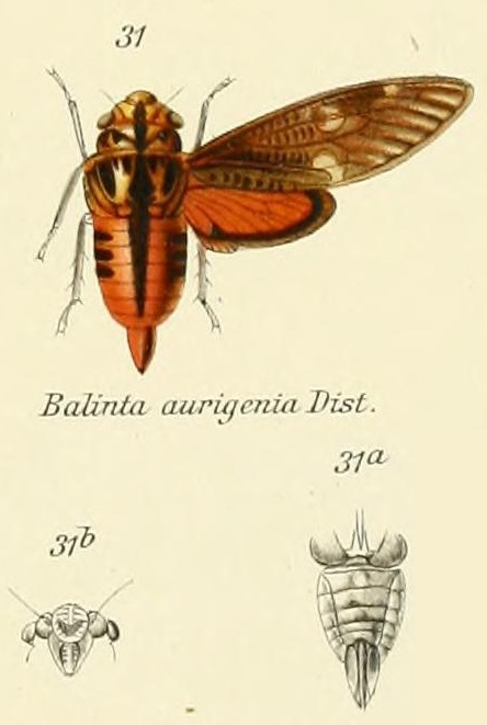 Balinta auriginea Distant, 1905