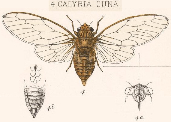 Calyria cuna (Walker, 1850)