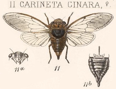 Carineta cinara Distant, 1883