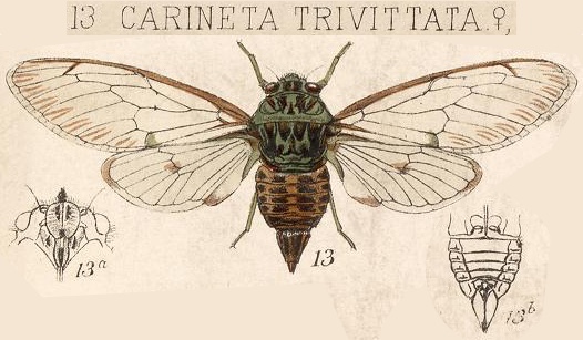 Carineta trivittata Walker, 1858