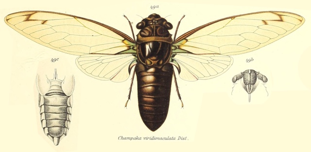 Champaka viridimaculata (Distant, 1889)