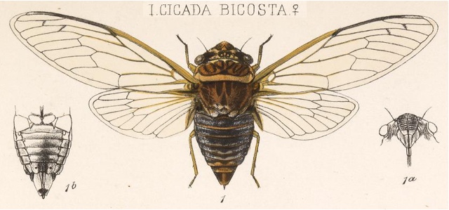 Diceroprocta bicosta (Walker, 1850)