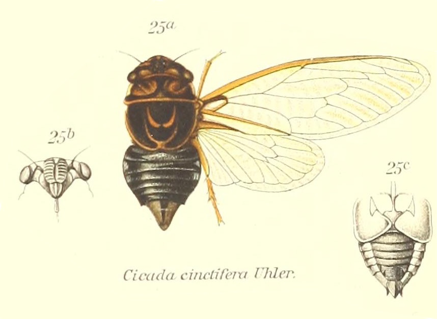 Diceroprocta cinctifera