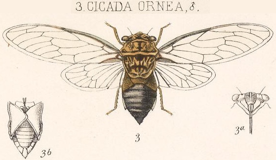 Diceroprocta ornea (Walker, 1850)