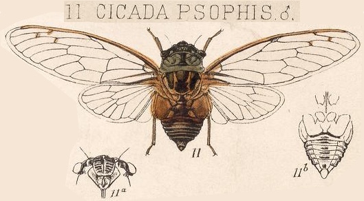 Diceroprocta psophis (Walker, 1850)