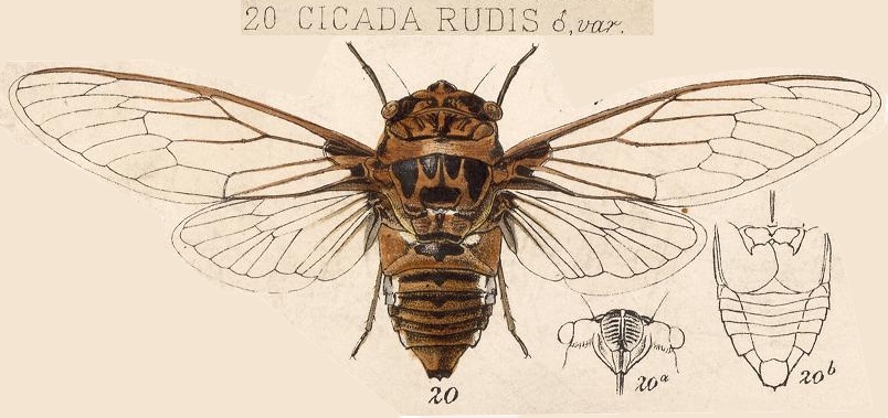 Cornuplura rudis (Walker, 1858)