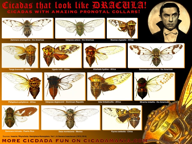 Cicadas that look like Dracula!