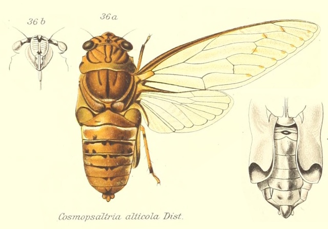 Orientopsaltria alticola (Distant, 1905)