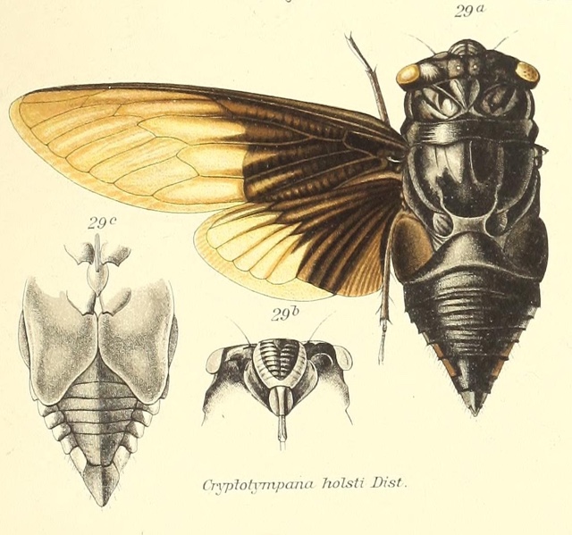 Cryptotympana holsti