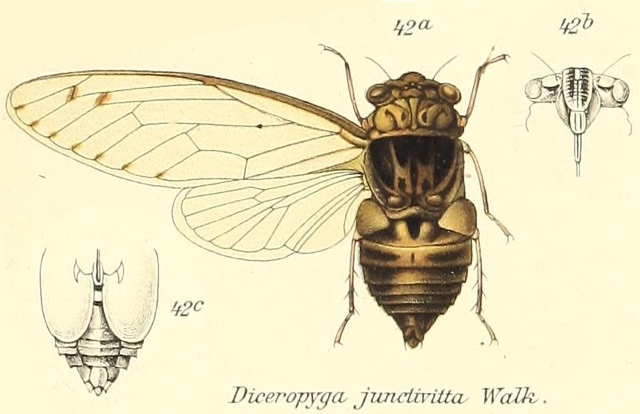 Diceropyga junctivitta (Walker, 1868)