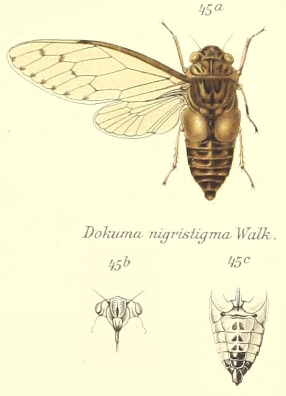 Oncotympana nigristigma (Walker, 1850)