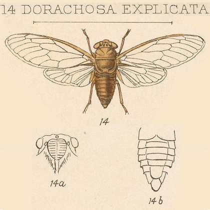 Dorachosa explicta Distant, 1892