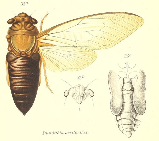 Champaka  aerata (Distant, 1888)