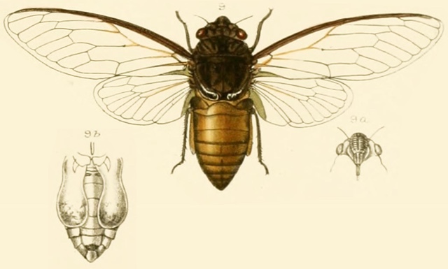 D. rufivena rufivena Walker, 1850