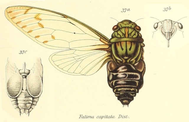 Cosmopsaltria capitata Distant, 1888