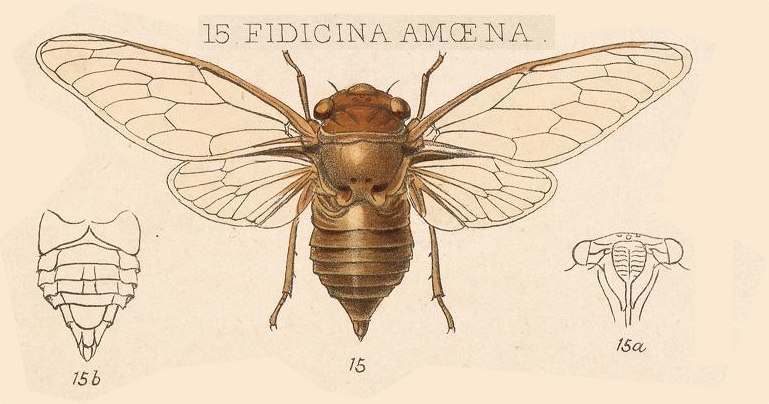 Dorisiana amoena (Distant, 1899)