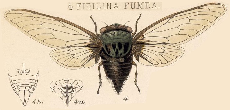 Fidicinoides fumea (Distant, 1883)