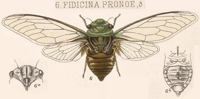 Fidicinoides pronoe (Walker, 1850)