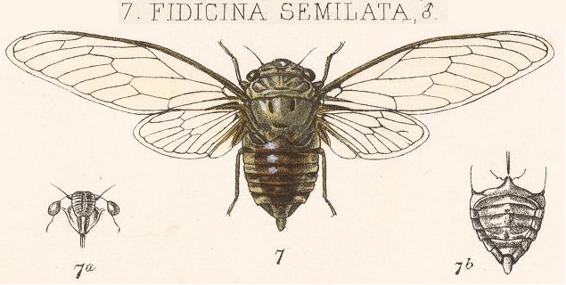 Dorisiana semilata (Walker, 1850)