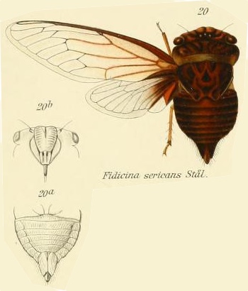 Fidicinoides sericans (Stål, 1854)