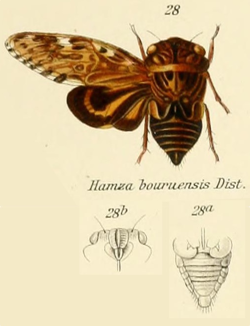 Hamza ciliaris (Linnaeus, 1758)