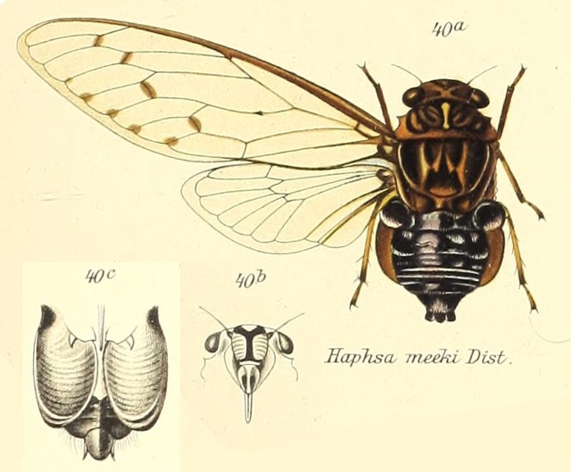 Cosmopsaltria meeki (Distant, 1906)