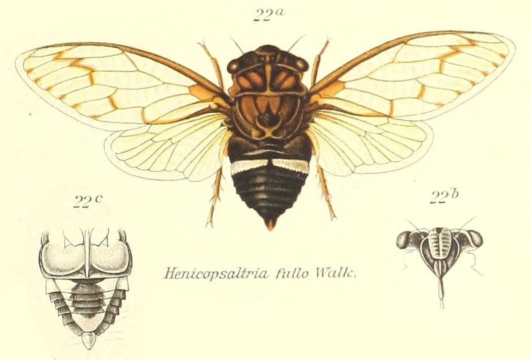 Arenopsaltria  fullo (Walker, 1850)