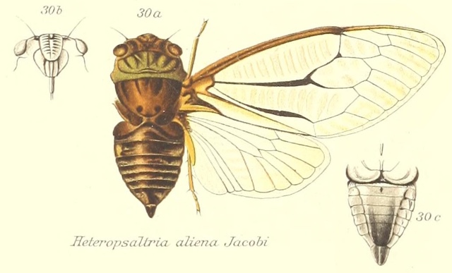 Heteropsaltria aliena Jacobi, 1902