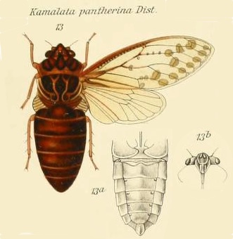 Kamalata pantherina Distant, 1889