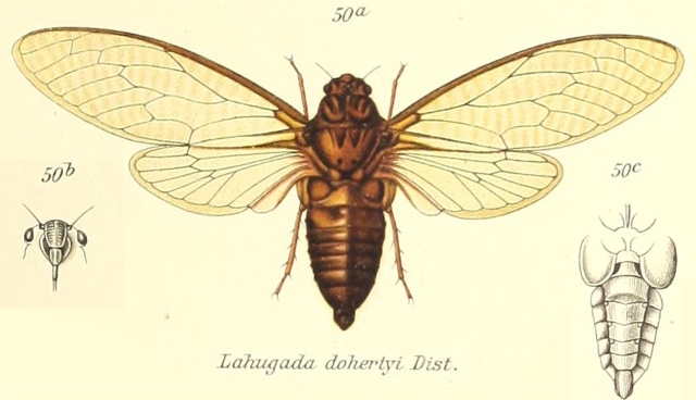Lahugada dohertyi (Distant, 1891)