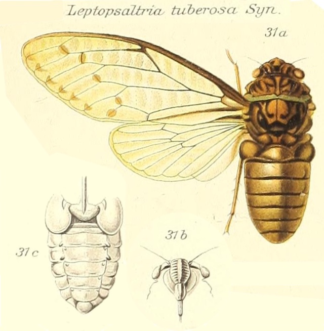 Leptopsaltria tuberosa (Signoret, 1847)