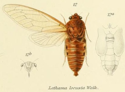 Lethama  locusta (Walker, 1850)