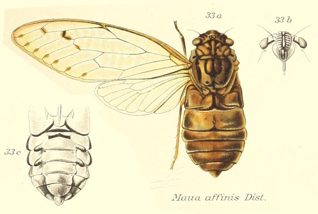 Maua affinis Distant, 1905